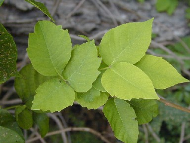 poisonivy2.jpg