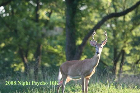 psychonightdeer2008.jpg